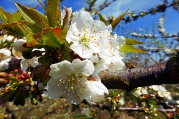Ode An Die Blutenpracht Oder Der Streuobstwiesenweg Bei Mulheim