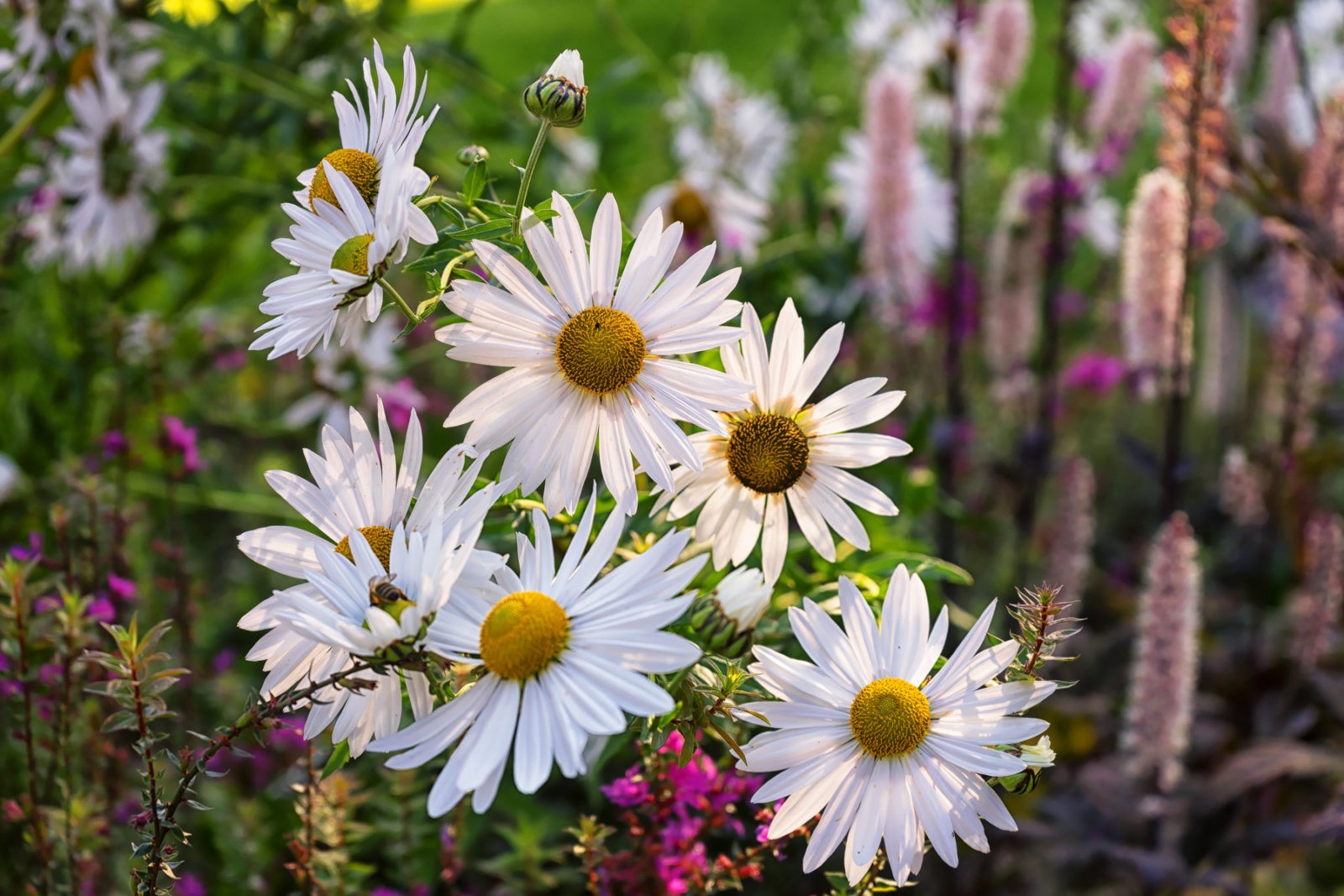 Botanischer Garten Bielefeld