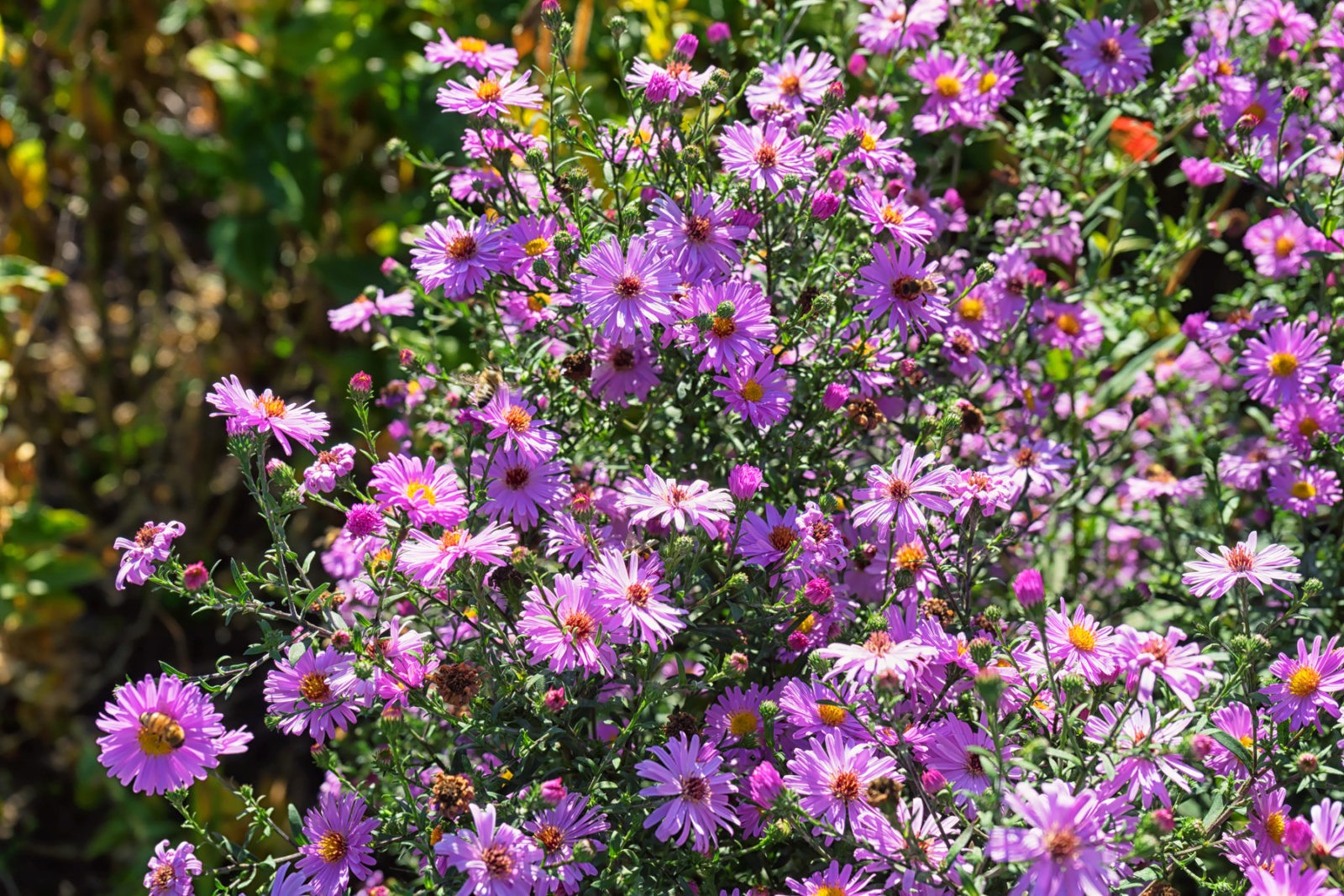 Botanischer Garten Bielefeld