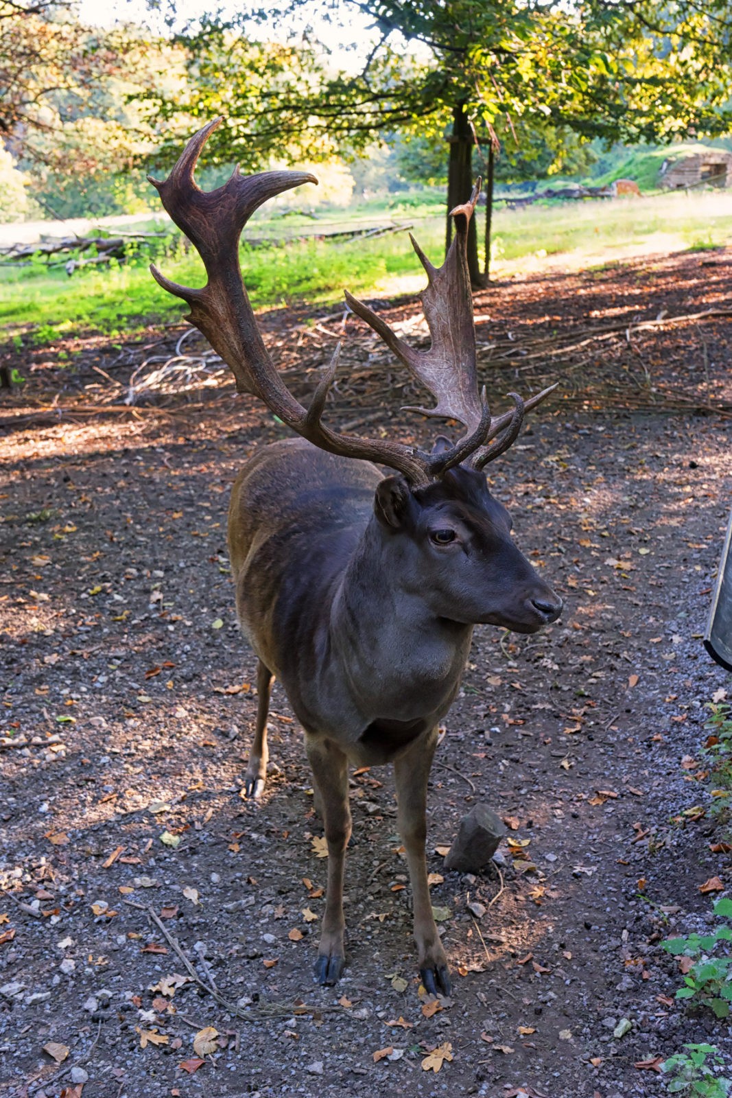 Heimat-Tierpark Olderdissen
