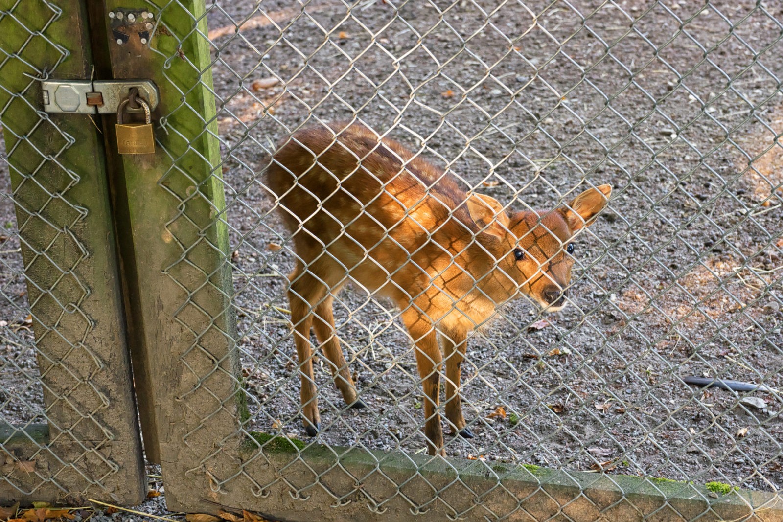 Heimat-Tierpark Olderdissen