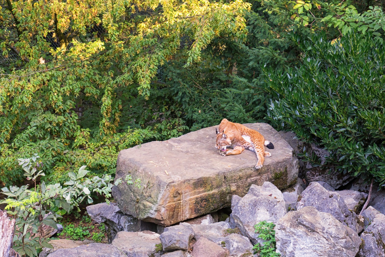 Heimat-Tierpark Olderdissen