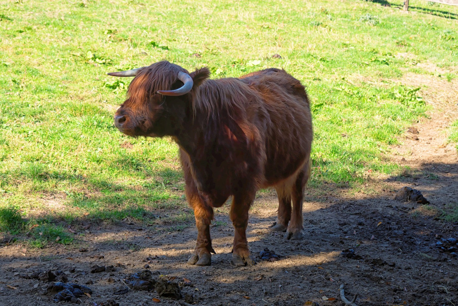 Heimat-Tierpark Olderdissen