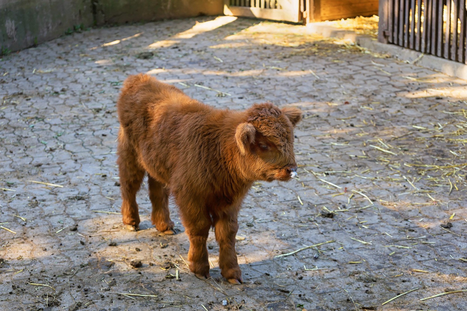 Heimat-Tierpark Olderdissen