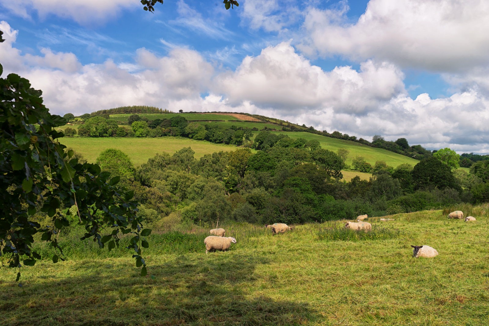 Wicklow Way von Clonegall nach Shillelagh