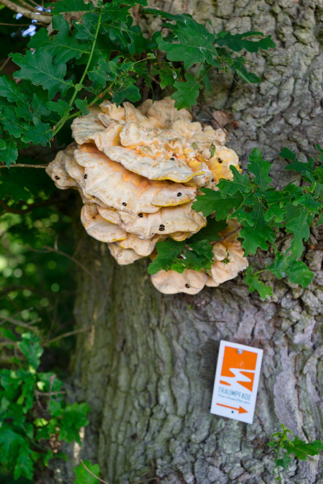 Hatzenport und Burg Bischofstein