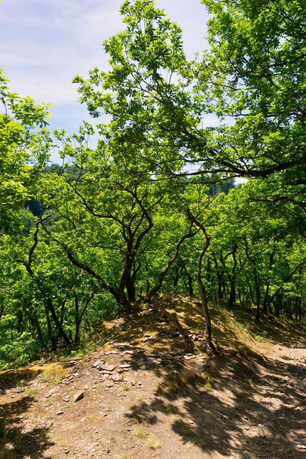 Hatzenport und Burg Bischofstein