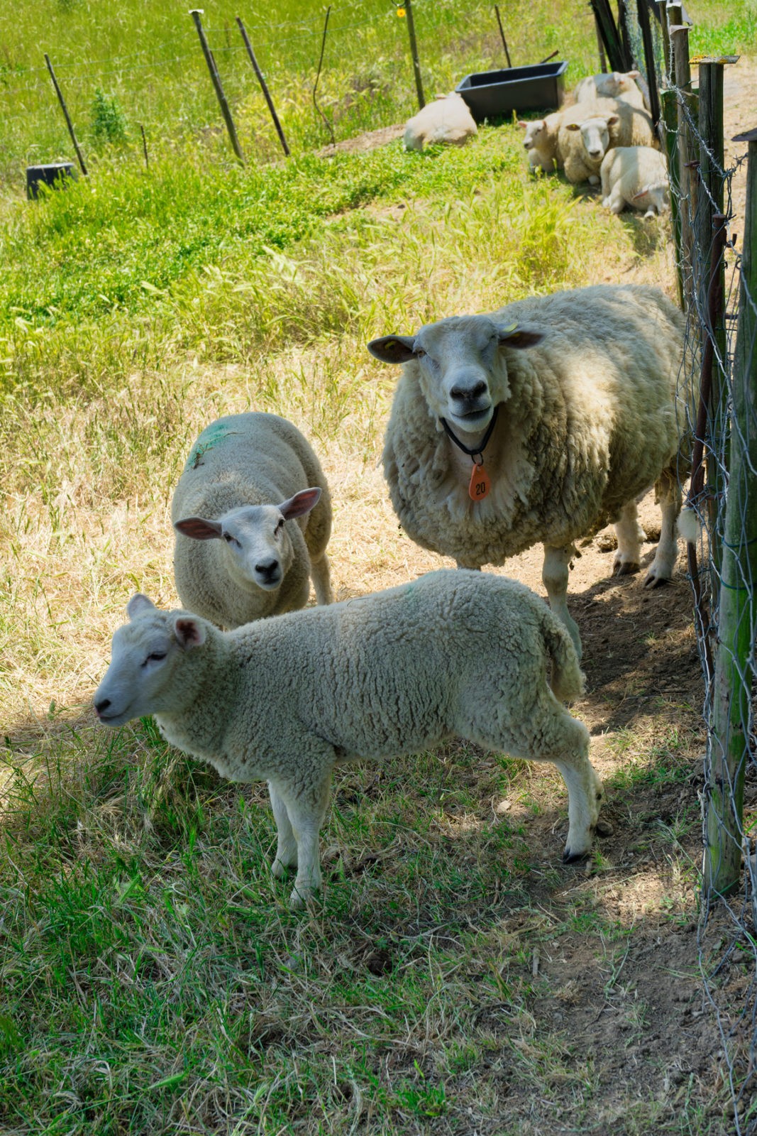 Hatzenport und Burg Bischofstein