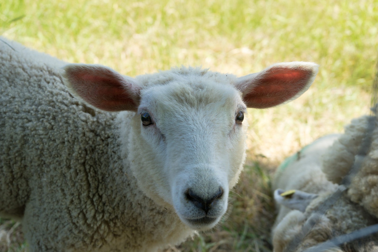 Hatzenport und Burg Bischofstein