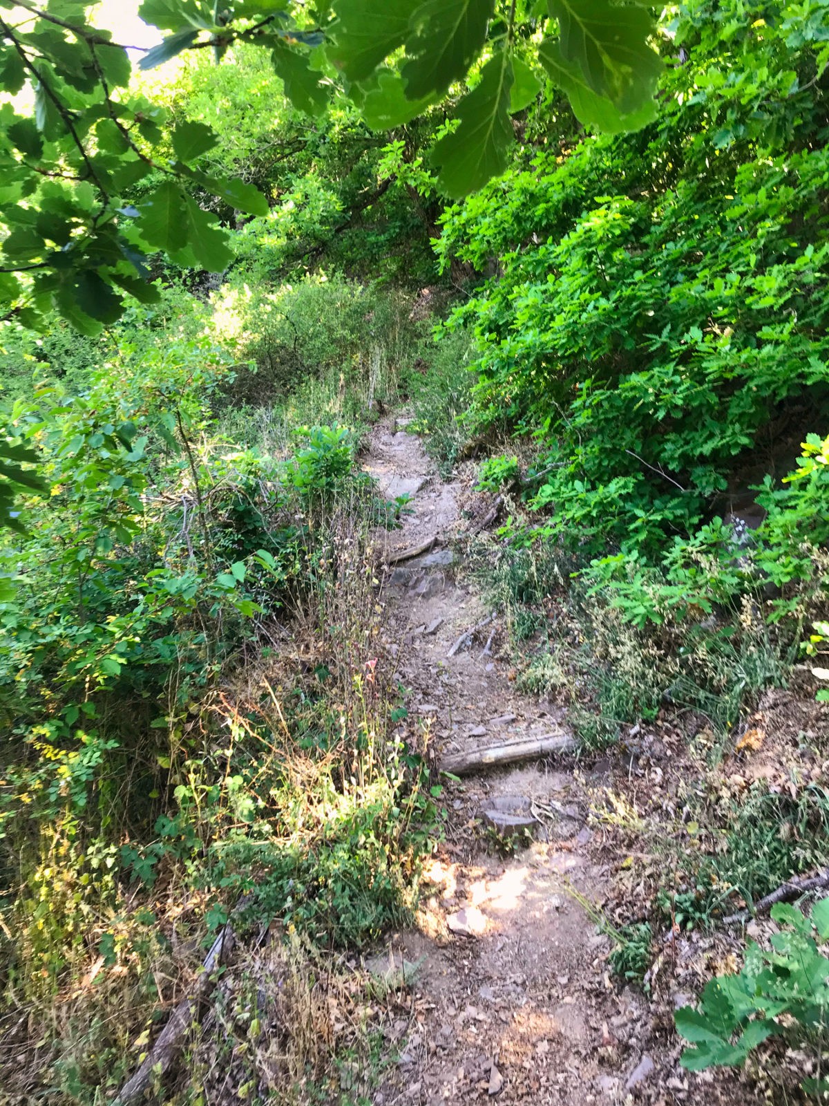 Hatzenport und Burg Bischofstein