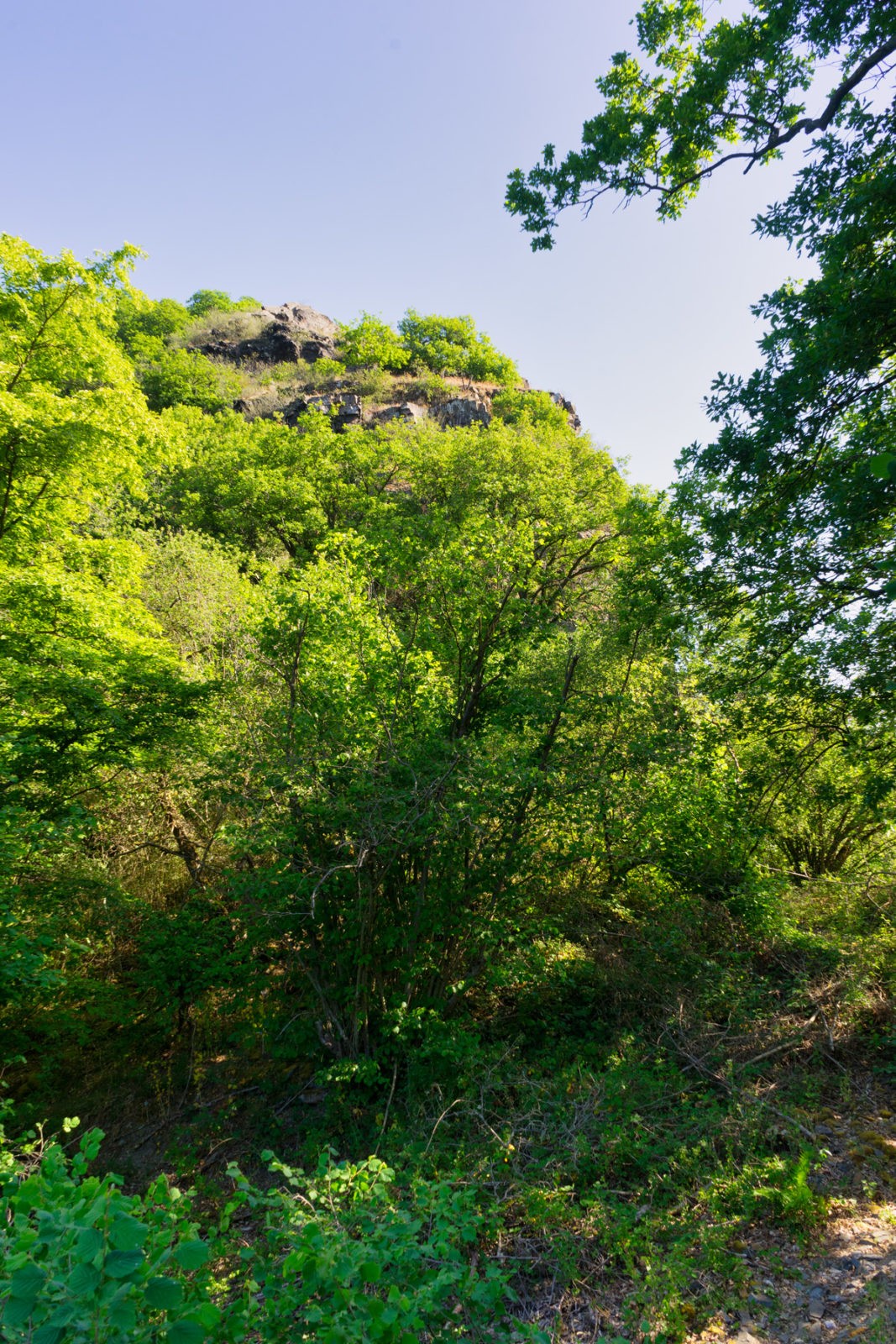 Hatzenport und Burg Bischofstein