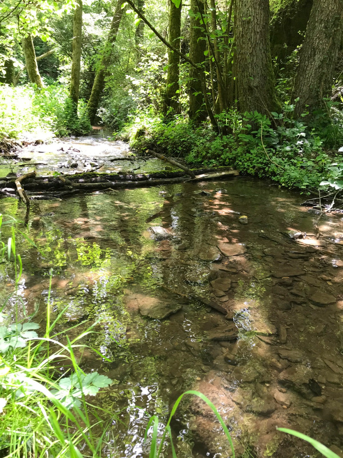 Traumhafter Keberbach, Carlshöhe und sonniges Maifeld