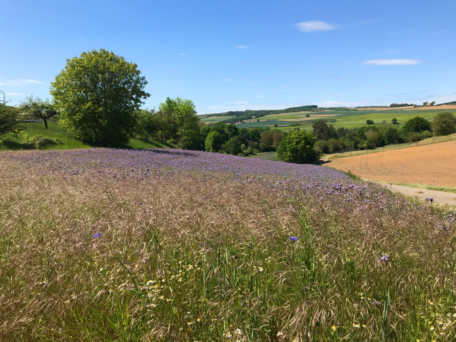 Traumhafter Keberbach, Carlshöhe und sonniges Maifeld