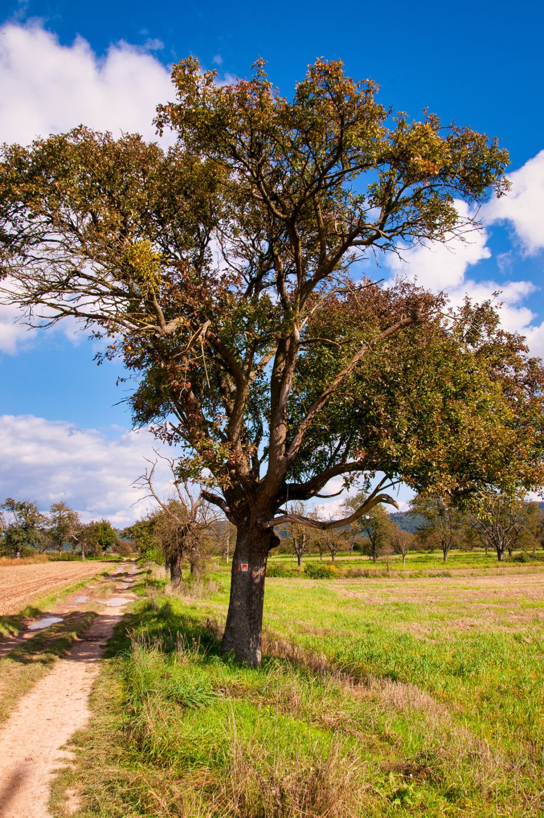 Traumpfad Rheingoldbogen
