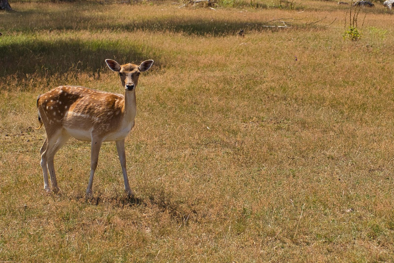 Frankenberger Blickwinkel
