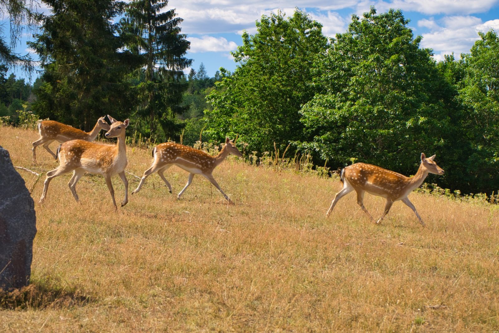 Frankenberger Blickwinkel