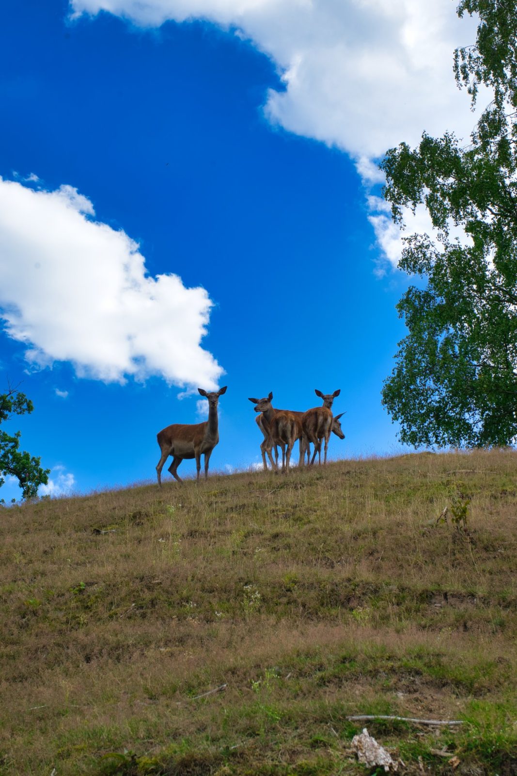 Frankenberger Blickwinkel