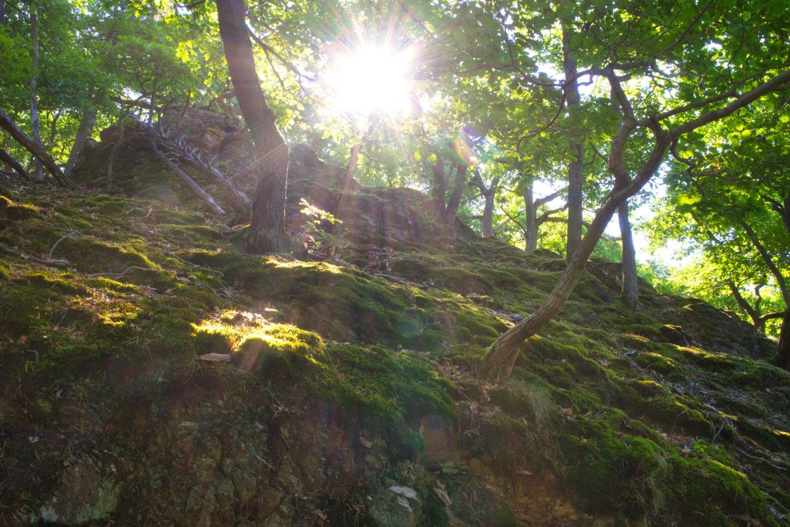 Traumpfad Rheingoldbogen