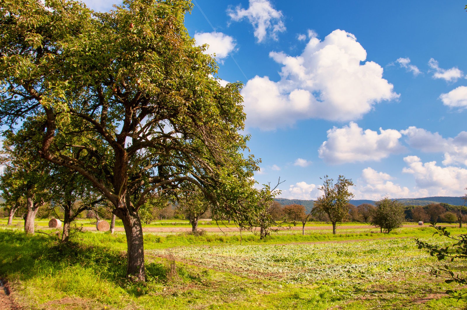 Traumpfad Rheingoldbogen