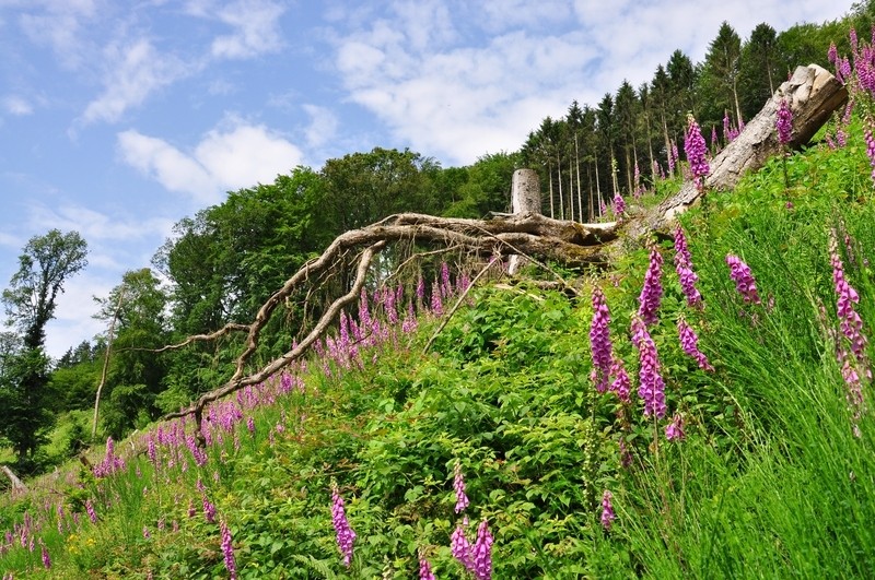 Nach dem Windwurf ist vor dem Wildwuchs