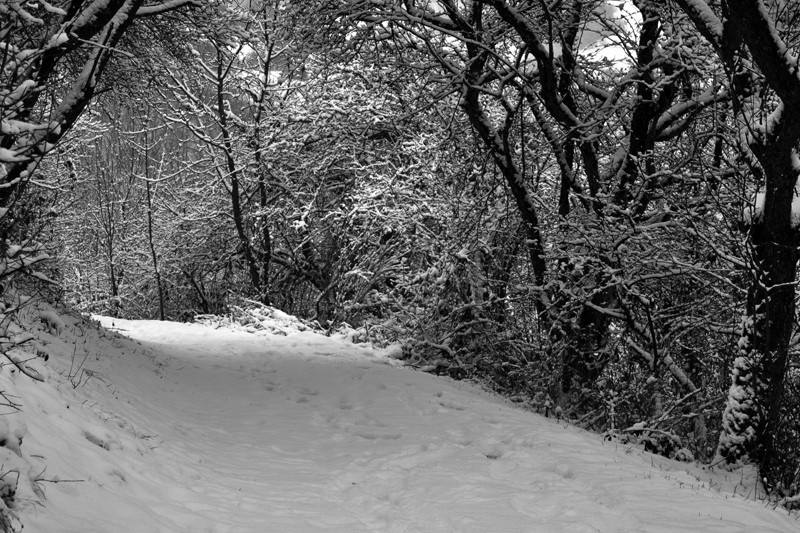 Spuren im Schnee - oder: die "Erlebnisschleife Wiedblick-Tour" bei Waldbreitbach