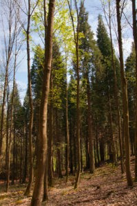 Mammutbäume